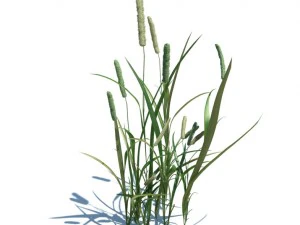 nature collection 3D Model