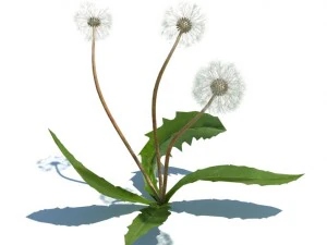 nature collection 3D Model