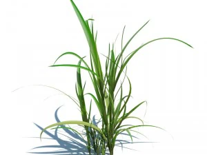 nature collection 3D Model