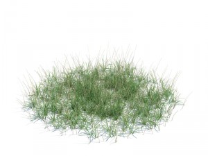 nature collection 3D 模型