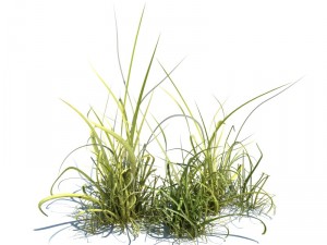 nature collection 3D 模型