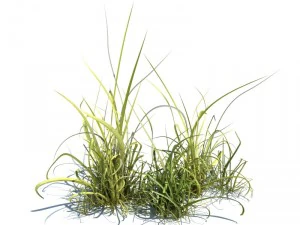 nature collection 3D Model