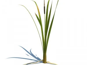 nature collection 3D Model