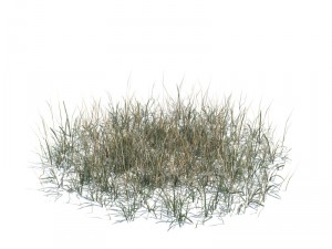 nature collection 3D 模型