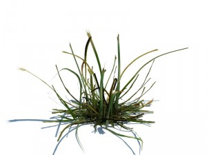 nature collection 3D 模型