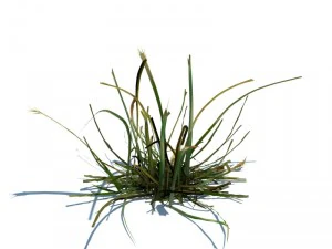 nature collection 3D Model