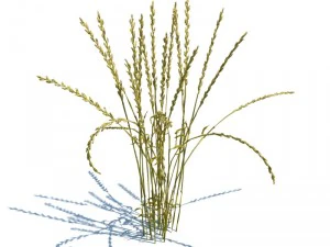 nature collection 3D Model