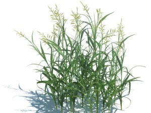 nature collection 3D Model