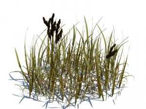 nature collection 3D Model