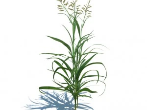 nature collection 3D Model