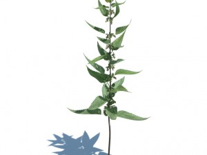 nature collection 3D 模型