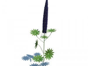 nature collection 3D 模型