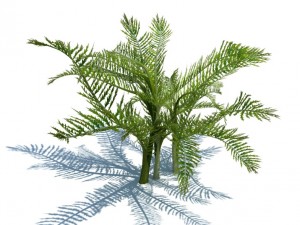 nature collection 3D 模型