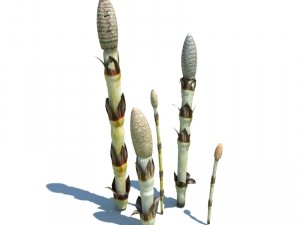 nature collection 3D 模型