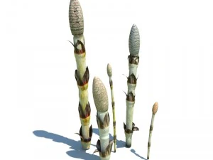 nature collection 3D Model
