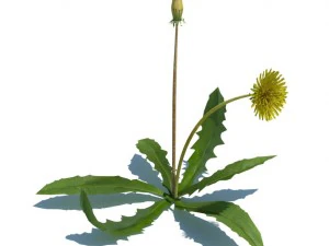 nature collection 3D Model