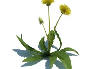 nature collection 3D Model