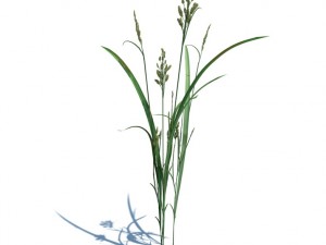 nature collection 3D 模型