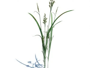 nature collection 3D Model