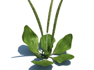nature collection 3D 模型