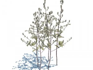 nature collection 3D Model