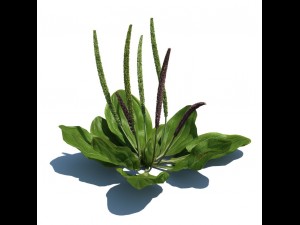 nature collection 3D 模型