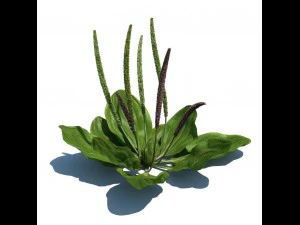 nature collection 3D Model