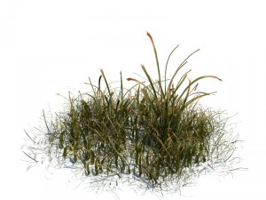 nature collection 3D 模型
