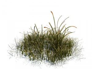nature collection 3D Model