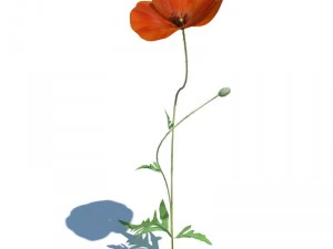 nature collection 3D Model