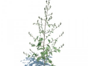 nature collection 3D 模型
