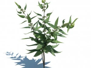 nature collection 3D Model
