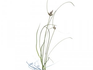nature collection 3D 模型