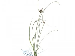 nature collection 3D Model