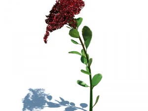 nature collection 3D Model