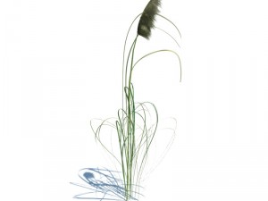 nature collection 3D 模型