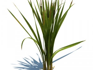 nature collection 3D 模型