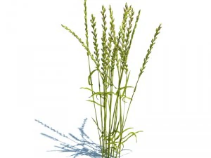 nature collection 3D Model