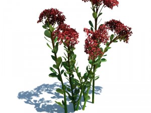 nature collection 3D 模型
