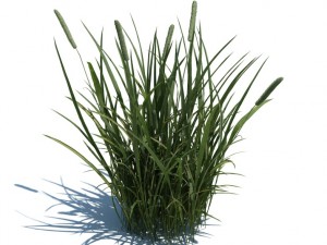 nature collection 3D 模型