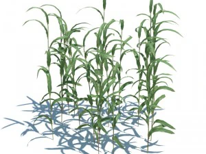 nature collection 3D Model