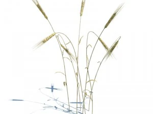 nature collection 3D Model
