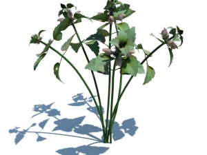 nature collection 3D 模型