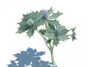 nature collection 3D Model