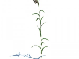 nature collection 3D 模型
