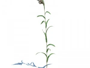nature collection 3D Model