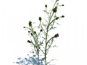nature collection 3D 模型