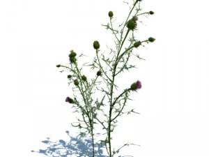 nature collection 3D Model