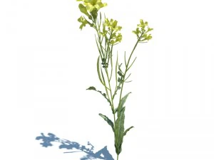 nature collection 3D Model