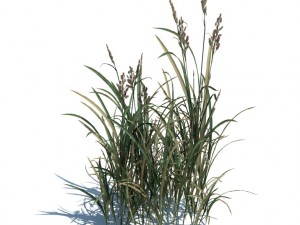 nature collection 3D 模型